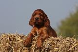 SETTER IRLANDAIS 126